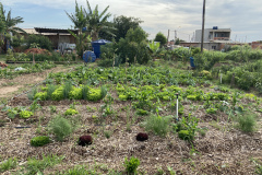 Projeto Agricultura Urbana chega à comunidade Menino Chorão